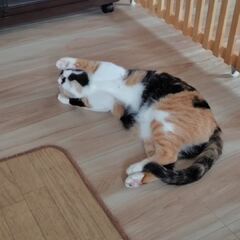 動画1