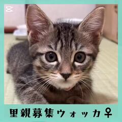 動画1