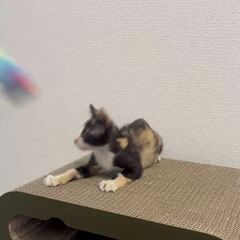 動画1