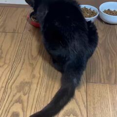 動画1