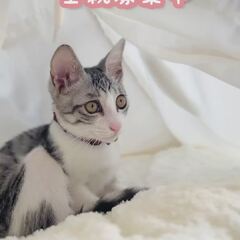 動画1