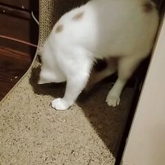 動画1