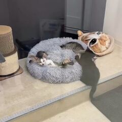 動画1
