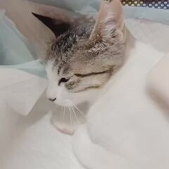 動画1