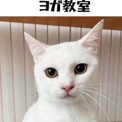 動画1
