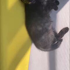 動画1