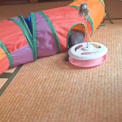 動画1