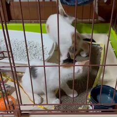 動画1