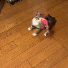 動画1