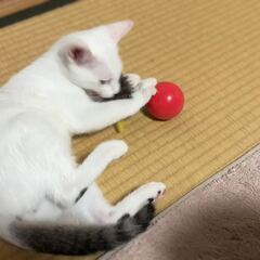 動画1