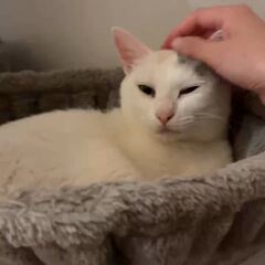 動画1