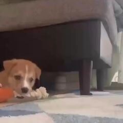 動画1