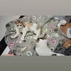 動画1
