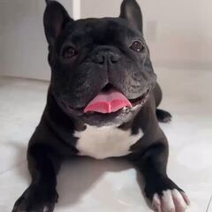動画1