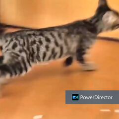 動画1