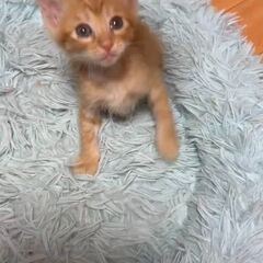 動画1