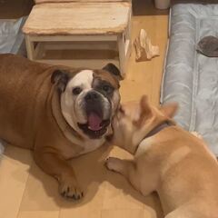 動画1
