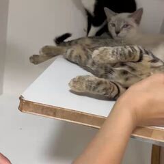 動画1