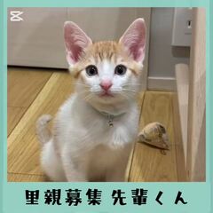 動画1