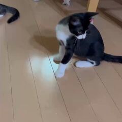 動画1