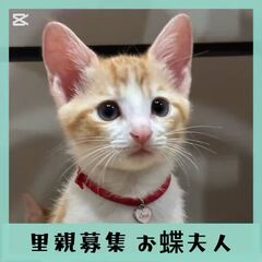 動画1
