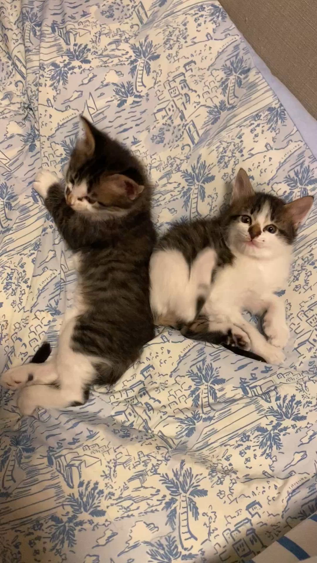 生後2ヶ月の元気な仔猫」京都府 - 猫の里親募集(526965) :: ペットの