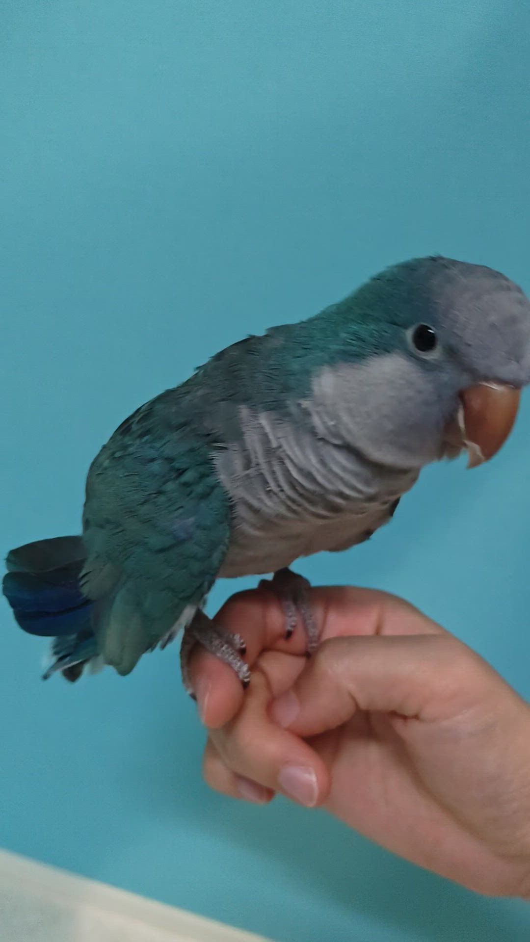 オキナインコ」埼玉県 - 鳥の里親募集(526816) :: ペットのおうち