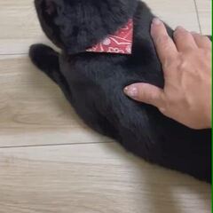 動画1