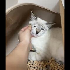 動画1