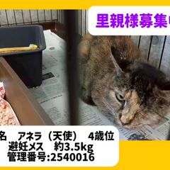 動画1