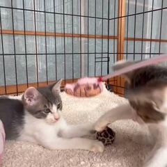 動画1