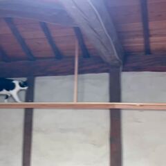 動画1