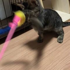 動画1