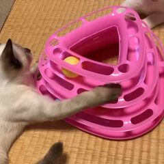 動画1