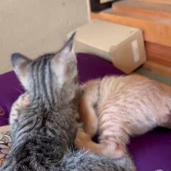動画1