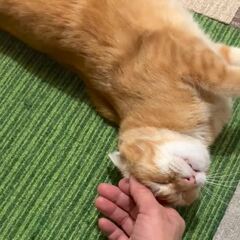 動画1