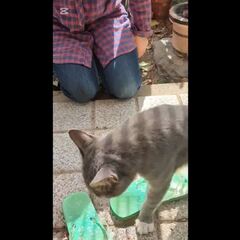 動画1