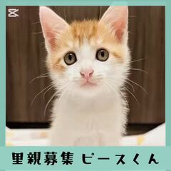 動画1