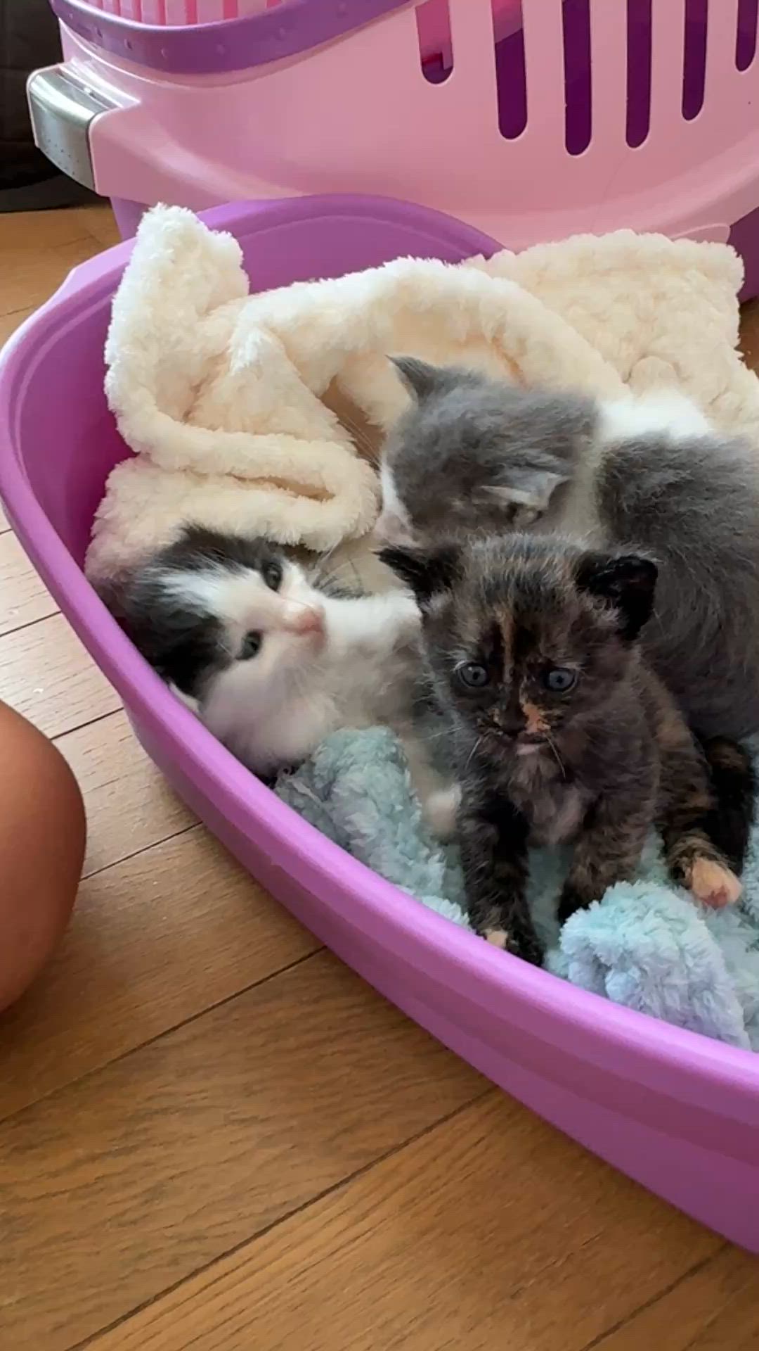 【レア品！新品・未使用品】和花ちゃん視点の限定品写真集「大熊猫的朋友圏」 動物写真家 岩合光昭 オフィシャルサイト | ニュース詳細