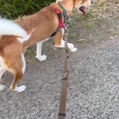 動画1
