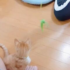 動画1
