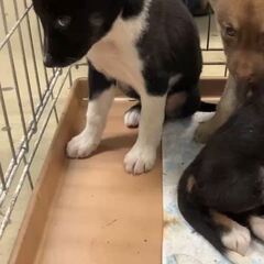 動画1