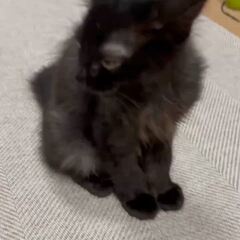 動画1