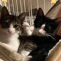 動画1