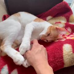動画1