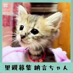動画1