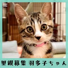 動画1