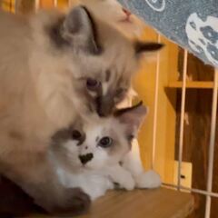 動画1