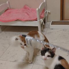 動画1