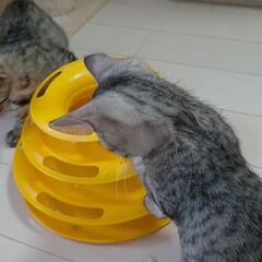 動画1